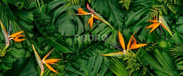 Papier peint  Tropical exotic flower, Closeup of Bird of Paradise or strelitzia reginae blooming on green leaves background