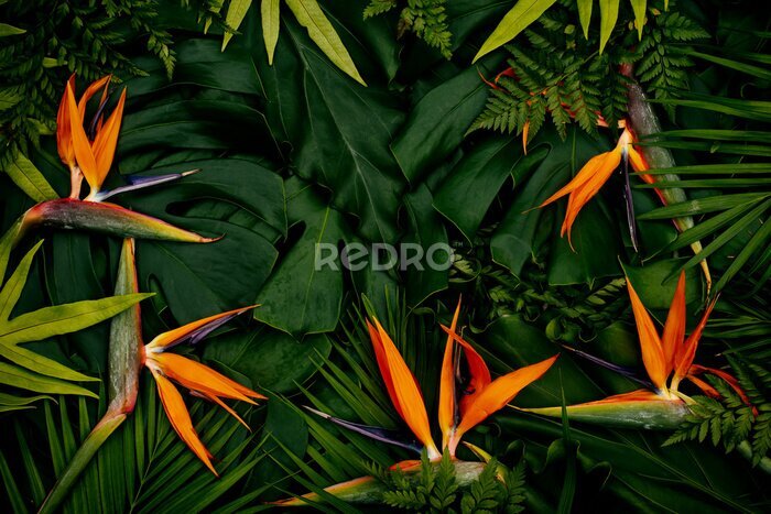 Papier peint  Tropical exotic flower, Closeup of Bird of Paradise or Strelitzia reginae blooming on green leaves background