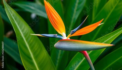 Papier peint  Tropical exotic flower, Closeup of Bird of Paradise or strelitzia reginae blooming on green leaves background, graphic novel art. with white shades