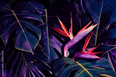 Papier peint  Tropical exotic flower, Closeup of Bird of Paradise or strelitzia reginae blooming on nature background, neon glow color toned