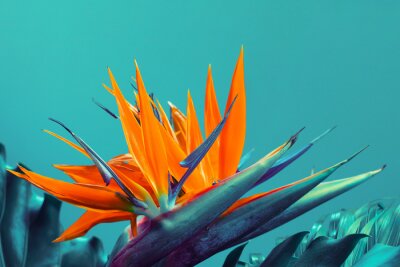 Papier peint  Tropical exotic flower, Closeup of Bird of Paradise or strelitzia reginae bouquet blooming on blue background