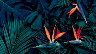 Papier peint  Tropical exotic flower, Closeup of Bird of Paradise or strelitzia reginae bouquet blooming on blue background