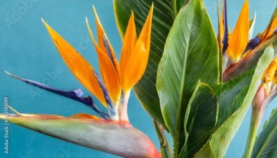 Papier peint  tropical exotic flower closeup of bird of paradise or strelitzia reginae bouquet blooming on blue background