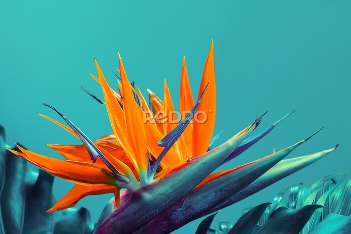 Papier peint  Tropical exotic flower, Closeup of Bird of Paradise or strelitzia reginae bouquet blooming on blue background