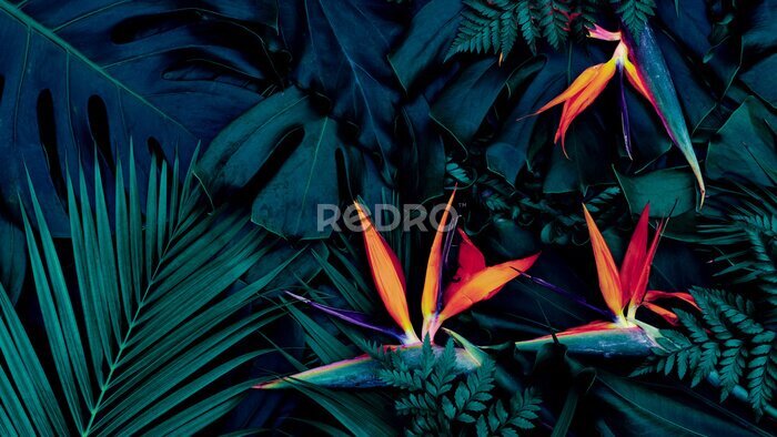 Papier peint  Tropical exotic flower, Closeup of Bird of Paradise or strelitzia reginae bouquet blooming on blue background
