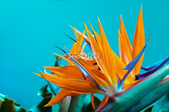 Papier peint  Tropical exotic flower, Closeup of Bird of Paradise or strelitzia reginae bouquet blooming on blue background