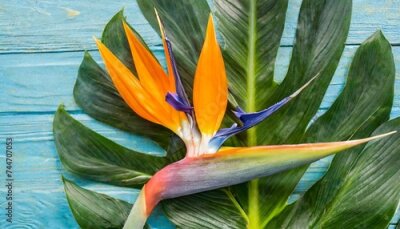 Papier peint  tropical exotic flower closeup of bird of paradise or strelitzia reginae bouquet blooming on blue leaf background