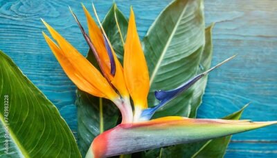 Papier peint  tropical exotic flower closeup of bird of paradise or strelitzia reginae bouquet blooming on blue leaf background