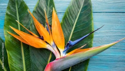 Papier peint  tropical exotic flower closeup of bird of paradise or strelitzia reginae bouquet blooming on blue leaf background