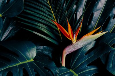 Papier peint  Tropical exotic flower, Closeup of Bird of Paradise or strelitzia reginae bouquet blooming on blue leaves background