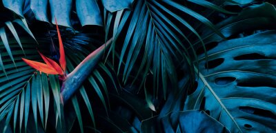 Papier peint  Tropical exotic flower, Closeup of Bird of Paradise or strelitzia reginae bouquet blooming on blue leaves background