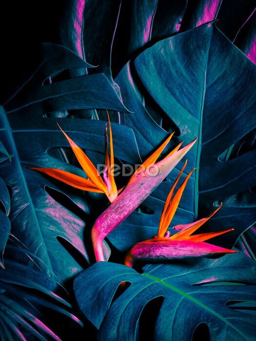 Papier peint  Tropical exotic flower, Closeup of Bird of Paradise or strelitzia reginae bouquet blooming on blue leaves background