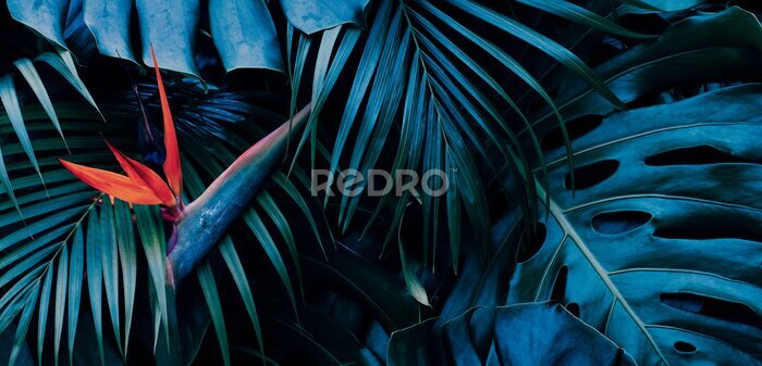 Papier peint  Tropical exotic flower, Closeup of Bird of Paradise or strelitzia reginae bouquet blooming on blue leaves background