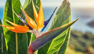 Papier peint  tropical exotic flower closeup of bird of paradise or strelitzia reginae bouquet blooming on bright background