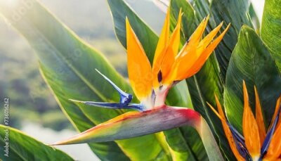 Papier peint  tropical exotic flower closeup of bird of paradise or strelitzia reginae bouquet blooming on bright background