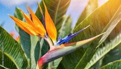 Papier peint  tropical exotic flower closeup of bird of paradise or strelitzia reginae bouquet blooming on bright background