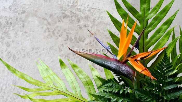 Papier peint  Tropical exotic flower, Closeup of Bird of Paradise or strelitzia reginae bouquet on concrete wall background