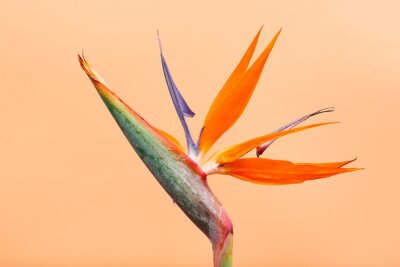 Papier peint  Tropical exotic flower, Closeup of Bird of Paradise or strelitzia reginae isolated on orange background