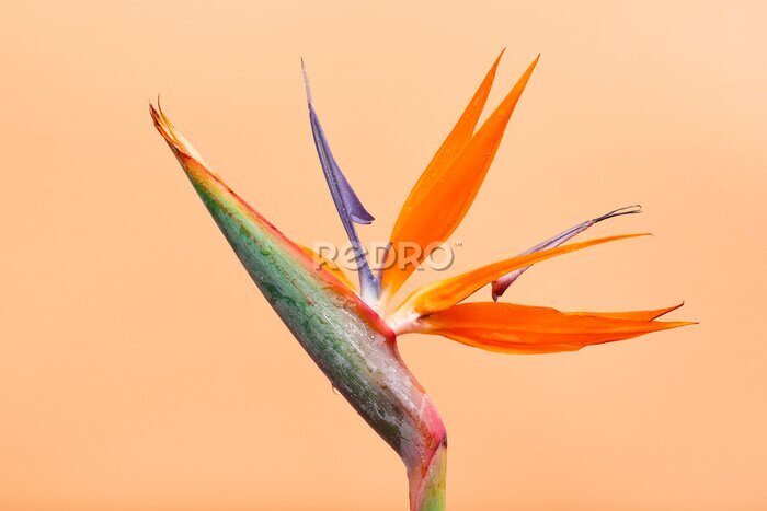 Papier peint  Tropical exotic flower, Closeup of Bird of Paradise or strelitzia reginae isolated on orange background