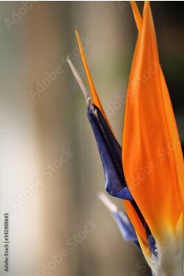 Papier peint  tropical, exotic strelitzia with copy space