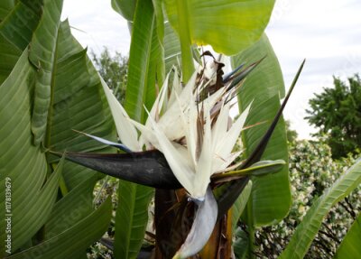 Papier peint  Tropical flora. Closeup view of a Strelitzia nicolai, also known as Giant White Bird of Paradise or Wild Banana, beautiful flower with a crest of white petals and purple beak