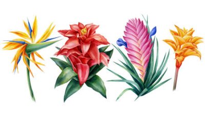 Papier peint  Tropical flora, illustration Strelitzia, tillandsia, guzmania, calathea. Watercolor flowers hand drawing.