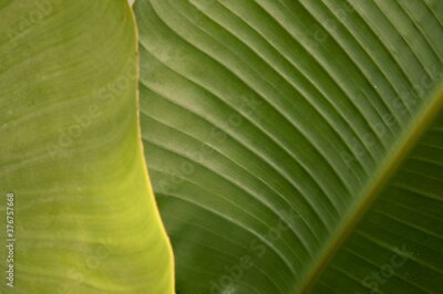 Papier peint  Tropical flora. Natural texture and pattern. Closeup view of a Strelitzia nicolai, also known as Giant White Bird of Paradise or Wild Banana, beautiful green leaf and venation system.  