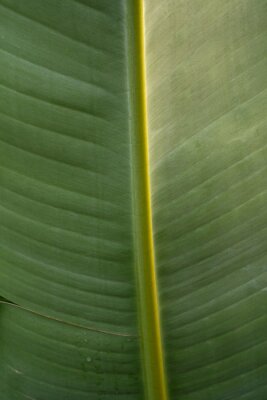 Papier peint  Tropical flora. Natural texture and pattern. Closeup view of a Strelitzia nicolai, also known as Giant White Bird of Paradise or Wild Banana, beautiful green leaf and venation system.