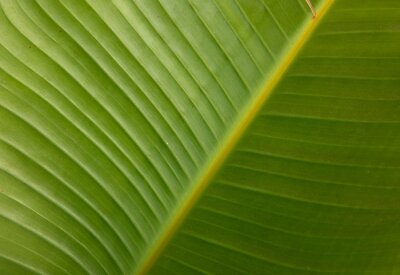 Papier peint  Tropical flora. Natural texture and pattern. Closeup view of a Strelitzia nicolai, also known as Giant White Bird of Paradise or Wild Banana, beautiful green leaf and venation system.