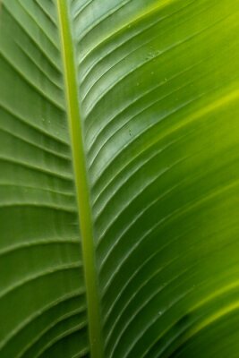 Papier peint  Tropical flora. Natural texture and pattern. Closeup view of a Strelitzia nicolai, also known as Giant White Bird of Paradise or Wild Banana, beautiful green leaf and venation system.