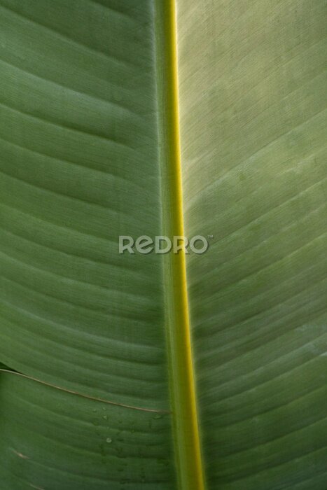 Papier peint  Tropical flora. Natural texture and pattern. Closeup view of a Strelitzia nicolai, also known as Giant White Bird of Paradise or Wild Banana, beautiful green leaf and venation system.