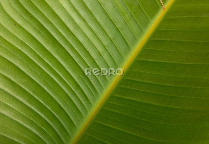 Papier peint  Tropical flora. Natural texture and pattern. Closeup view of a Strelitzia nicolai, also known as Giant White Bird of Paradise or Wild Banana, beautiful green leaf and venation system.