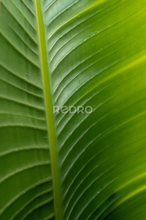 Papier peint  Tropical flora. Natural texture and pattern. Closeup view of a Strelitzia nicolai, also known as Giant White Bird of Paradise or Wild Banana, beautiful green leaf and venation system.