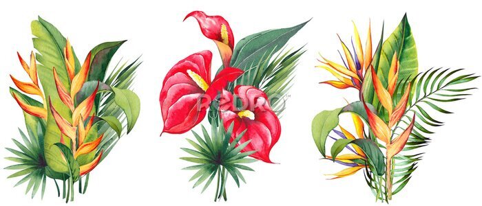 Papier peint  Tropical floral arrangements with red anthurium, strelitzia, heliconia and palm leaves. Watercolor illustration on white background.