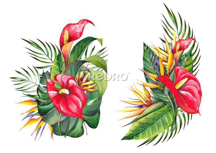Papier peint  Tropical floral arrangements with red anthurium, strelitzia, heliconia and palm leaves. Watercolor illustration on white background.