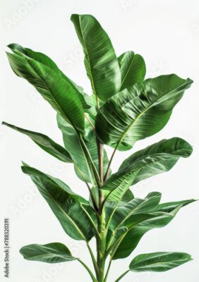 Papier peint  Tropical, flower and houseplant with natural leaf or vein pattern of bird of paradise isolated in studio. Green flora, nature and portrait of strelitzia nicolai for home garden, growth and gardening