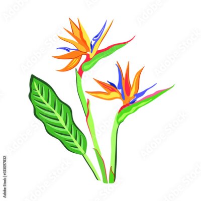 Papier peint  Tropical flower and leaves of Strelitzia Reginae on white background. Realistic style, hand drawn, vector illustration, bright colours. Background for prints, fabric, wallpapers, wrapping paper.