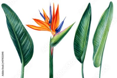 Papier peint  Tropical flower and leaves, paradise flower, strelitzia on white background, watercolor illustration, jungle clipart