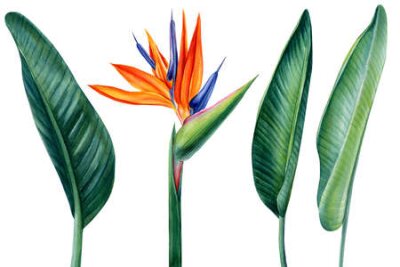 Papier peint  Tropical flower and leaves, paradise flower, strelitzia on white background, watercolor illustration, jungle clipart
