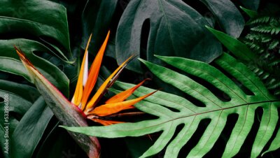 Papier peint  Tropical flower, Closeup of Bird of Paradise or strelitzia reginae blooming on green leaves background