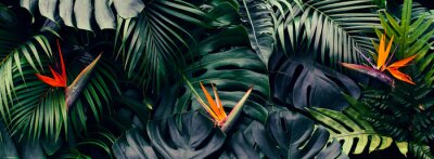 Papier peint  Tropical flower, Closeup of Bird of Paradise or strelitzia reginae blooming on green leaves background