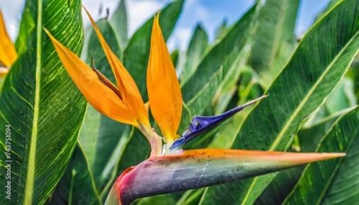 Papier peint  tropical flower closeup of bird of paradise or strelitzia reginae blooming on green leaves background