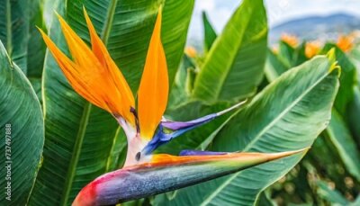 Papier peint  tropical flower closeup of bird of paradise or strelitzia reginae blooming on green leaves background