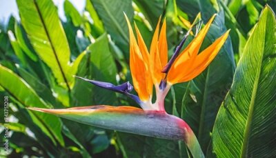 Papier peint  tropical flower closeup of bird of paradise or strelitzia reginae blooming on green leaves background