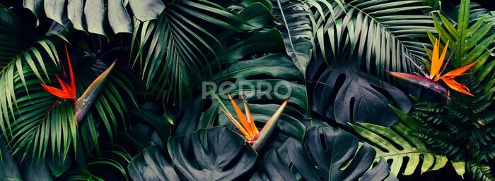 Papier peint  Tropical flower, Closeup of Bird of Paradise or strelitzia reginae blooming on green leaves background