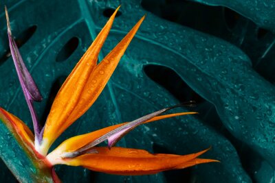 Papier peint  Tropical flower, Closeup of Bird of Paradise or strelitzia reginae bouquet blooming on blue leaf background