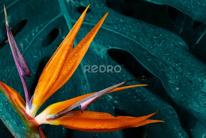 Papier peint  Tropical flower, Closeup of Bird of Paradise or strelitzia reginae bouquet blooming on blue leaf background