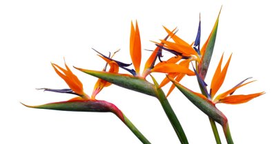 Papier peint  Tropical flower, Closeup of Bird of Paradise or Strelitzia reginae bouquet blooming on white background with clipping path for design element