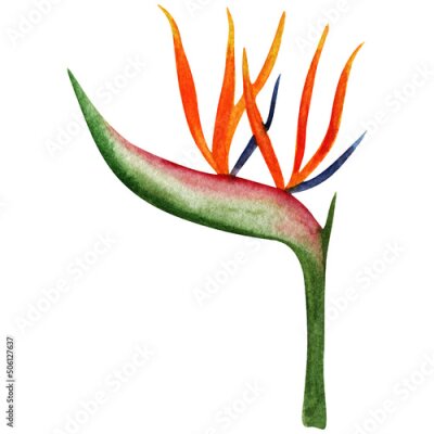 Papier peint  Tropical flower illustration on white background, watercolor exotic flower image, single floral element,  birds of paradise flower, Strelitzia