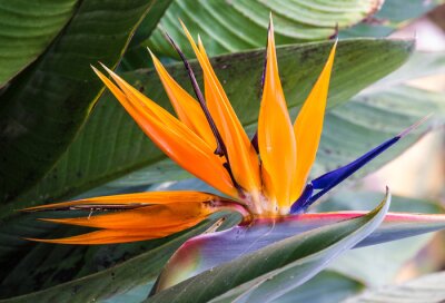 Papier peint  Tropical flower strelitzia, bird of paradise, Madeira island, Funchal, Portugal